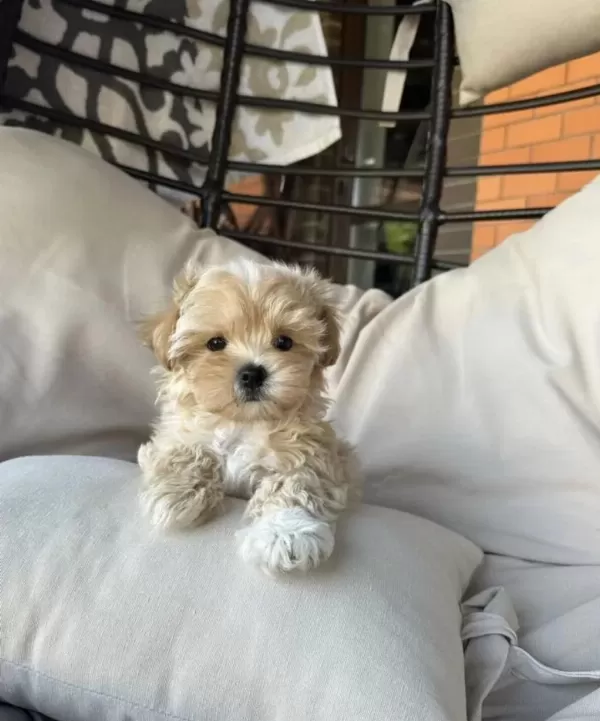 Birinci Kalite Maltipoo Yavrularımız