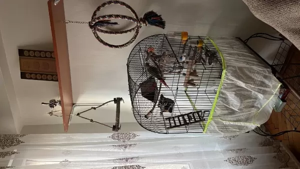 El Besleme Büyütülmüş Konuşan Pineapple Konur