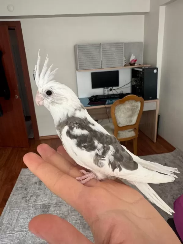 2 Aylık Fw Sultan Papağanı