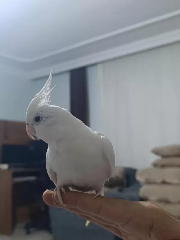 Albino Sultan Papağanı