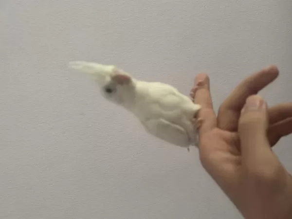 Cinnamon Albino Kırmızı Göz Sultan Papağanı