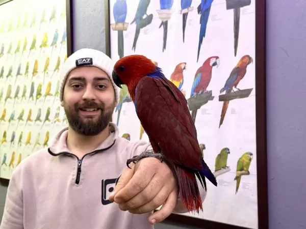 Kirmizi Eğitimli Evcil Eclectus Papağanimiz