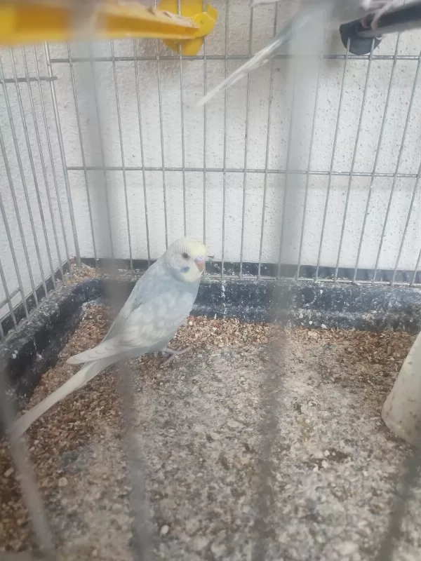 2 Aylik Kuşlar Ve Yeni Yeme Düşmüş Yavrular