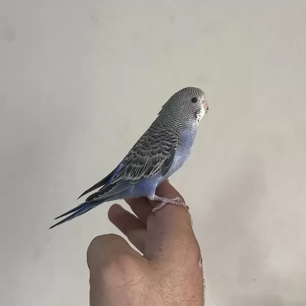 Bebek Muhabbet Kuşu Yeni Yeme Düşmüştür