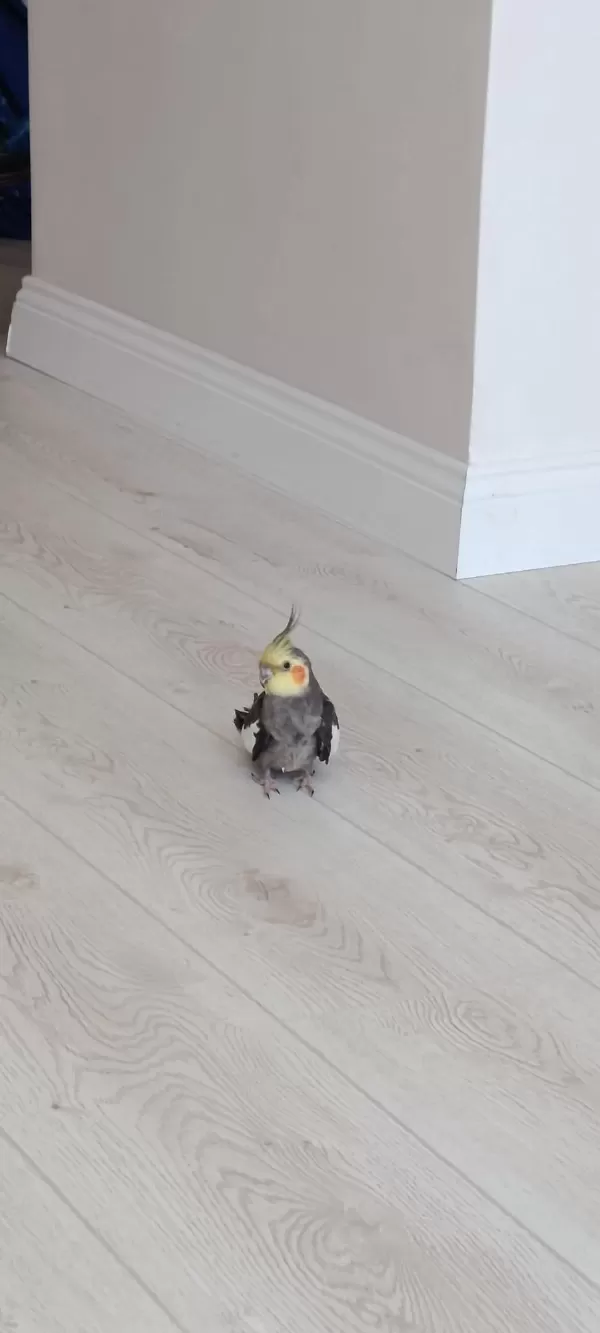 2 Aylık Şeker Gibi Sultan Papağanı Daha Bebek