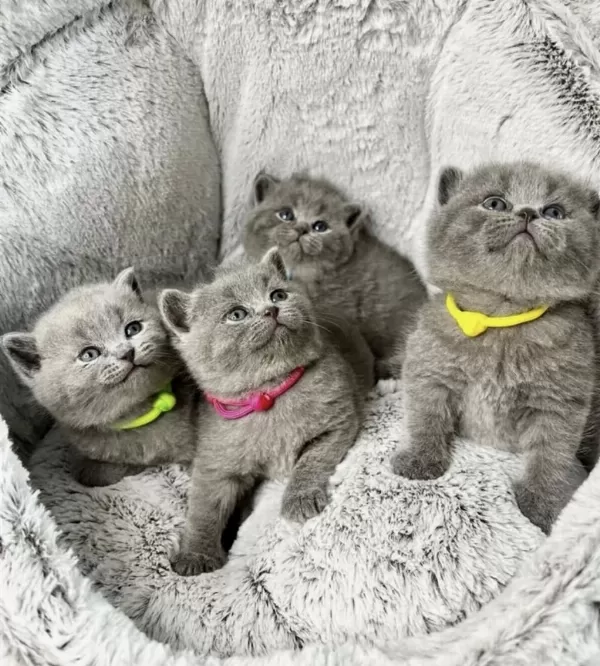 Birbirinden Güzel British Shorthair Yavrularim
