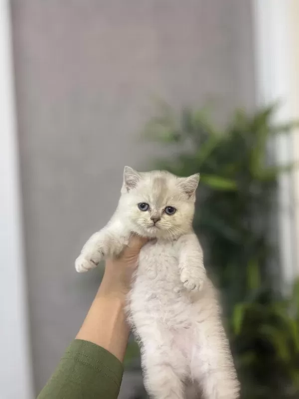 Ev Ortaminda Büyüyen British Shorthair Yavrular