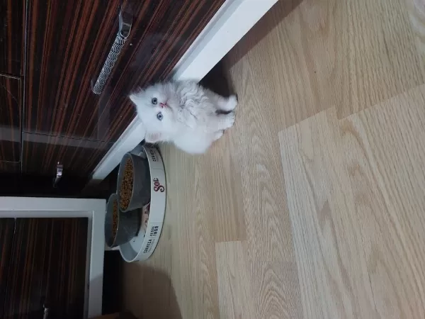 British Longhair Prenses Hazir