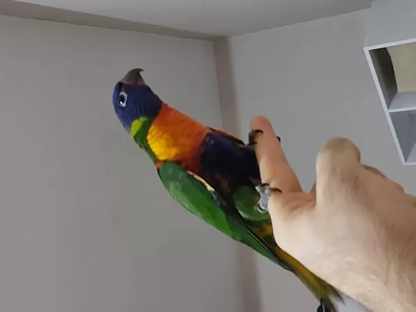 Harika Full Evcil Lori