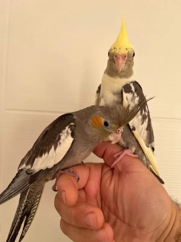 35 Günlük Yeni Yeme Düşmüş Full Evcil Sultan Papağani