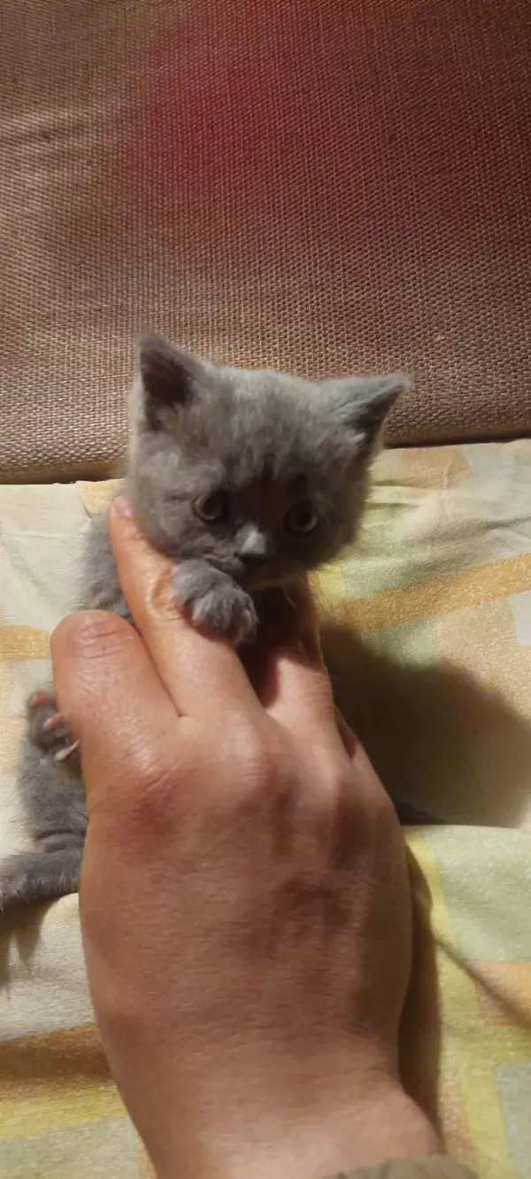 Sevimli British Shorthair Bebekler