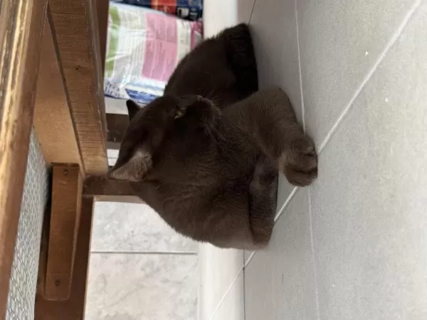 Ücretsiz Sahiplendireceğiz 7 Aylık British Shorthair