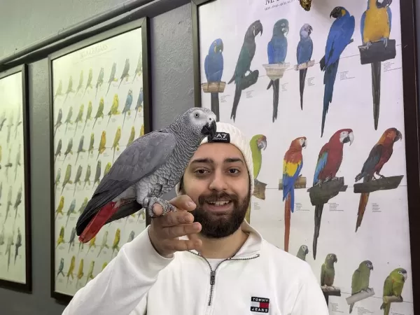 100 Kelime Konuşan Dans Eden Jako Papağani