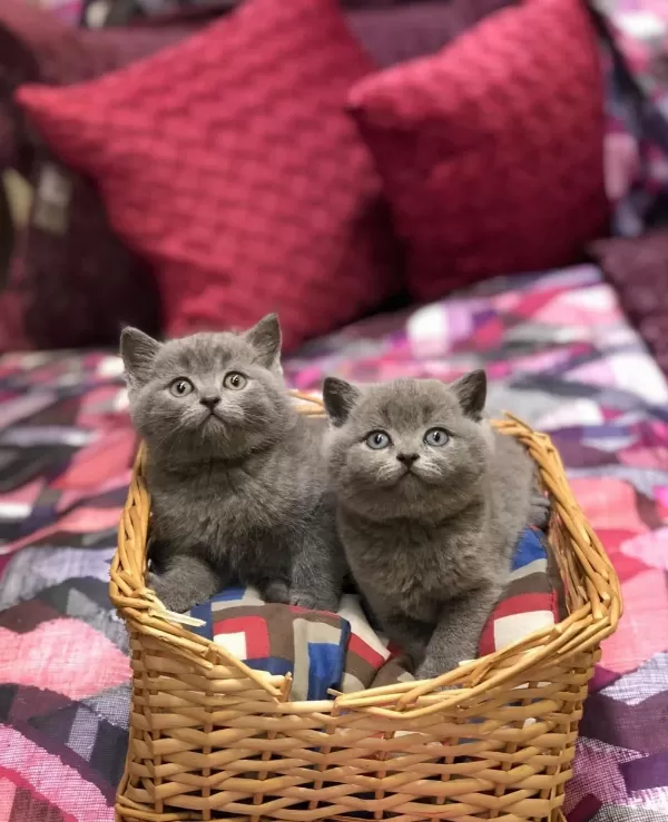 Güzeller Güzeli British Shorthair Yavrularim