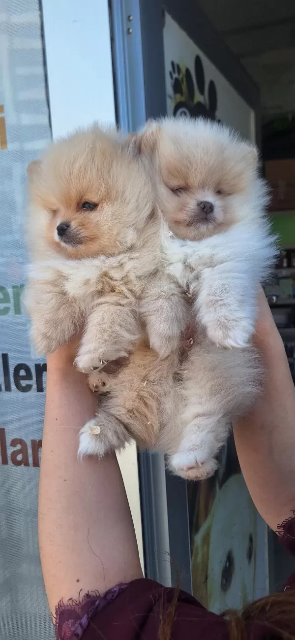 Pomeranian Boo Yavrular