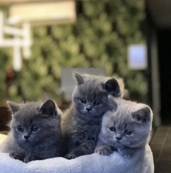 İrk Ve Sağlik Garantili British Shorthair Yavrular