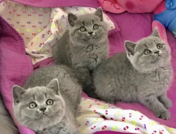 Güzeller Güzeli British Shorthair Yavrularim