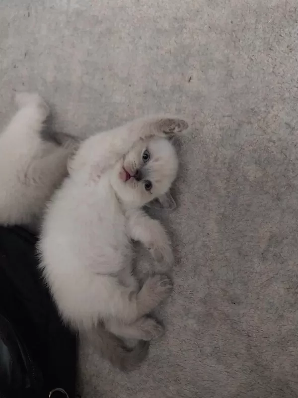 British Shorthair Yavrular İrk Sağlık Garantili