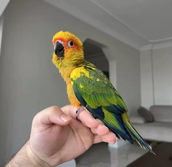 El Besleme Bebek Güneş Konur Papağani