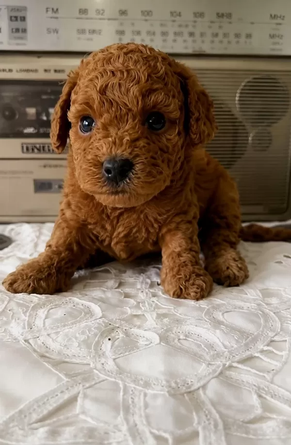 Aşılı Orjinal Garantili Toy Poodle