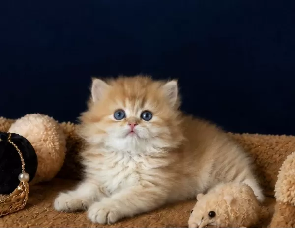 British Shorthair Ve Longhair Golden Yavrular