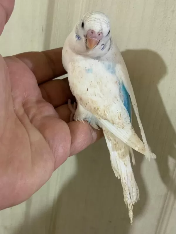 31 Günlük Konuşturmalik Bebek Muhabbet Kuşu