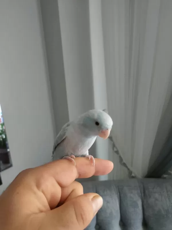 1 Yaşında Erkek Forpus Papağanı