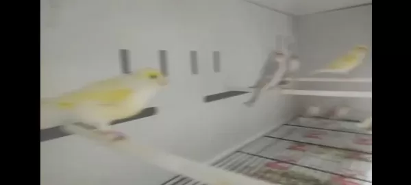 Sarı Mozaik Kanaryamız