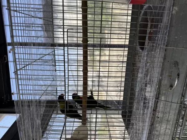 Sağlıklı Takım Lori Papağanı