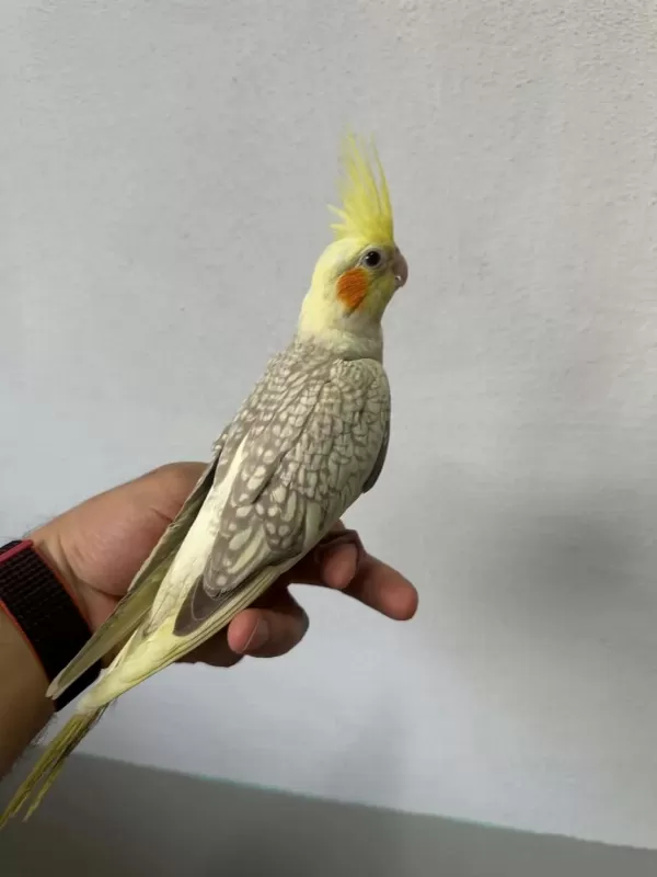 Yavru Sultan Papağanı