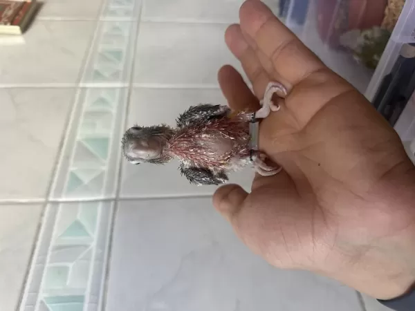 El Besleme Konur Bebek