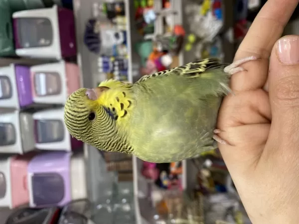 Ele Omuza Alıştırmalık Yavrularımız