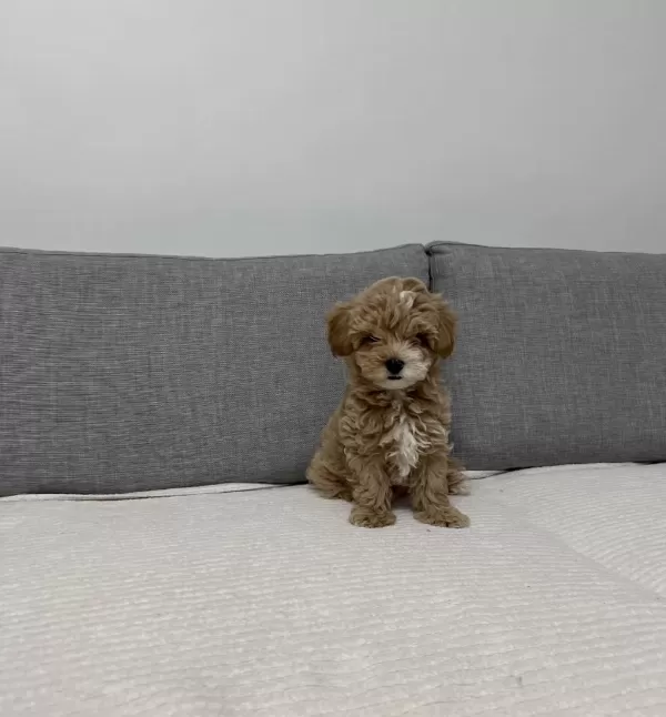 Ev Doğumlu Poodle Yavrum