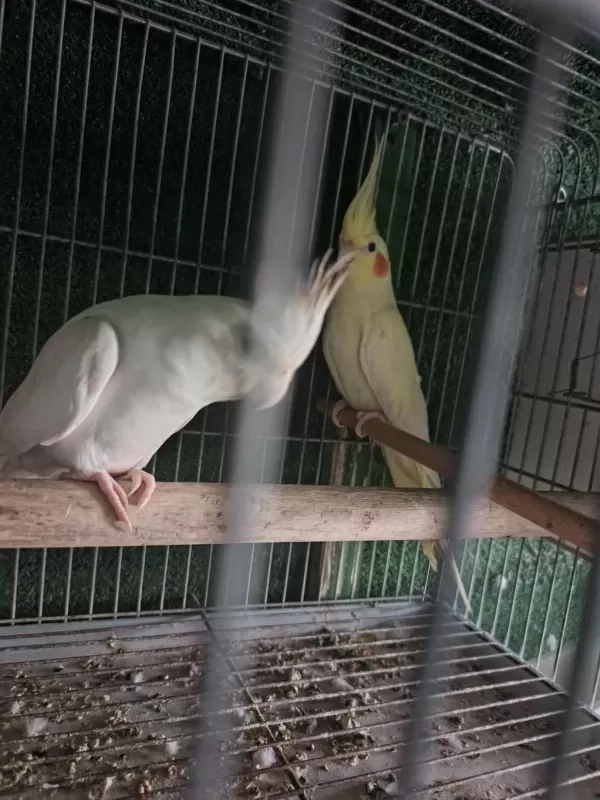 Albino Lutino Sultan Yeni Eşleme