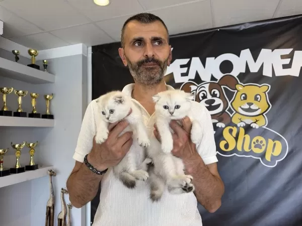 Top Kafa Scottish Fold Yavrulari Fenomen Pet Shop