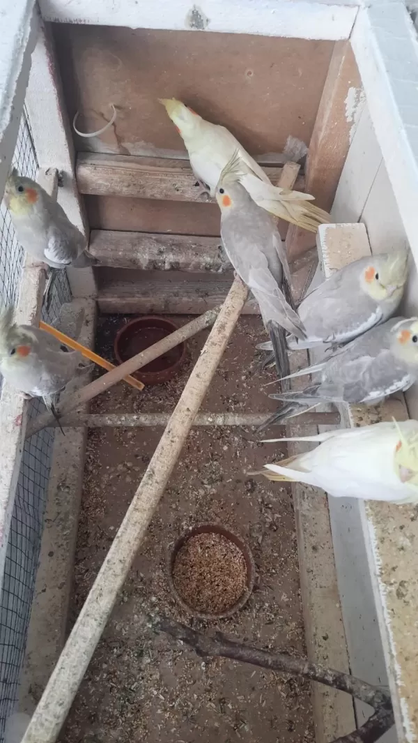 Sultan Papağanı 6 Aylık