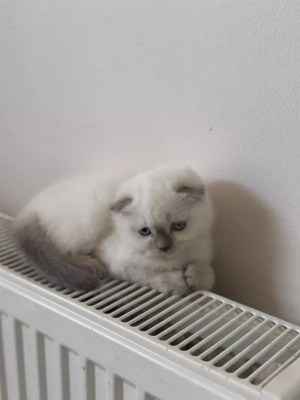 Scottish Shorthair Blue Point Yavru