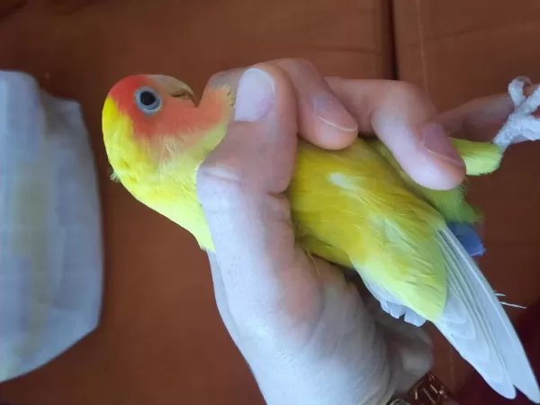 Sağlıklı Dişi Sevda Papağanı
