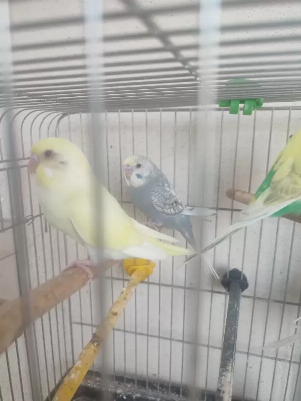 2 Aylik Kuşlar Ve Yeni Yeme Düşmüş Yavrular
