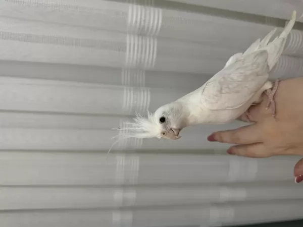 Albino Sultan Papağını