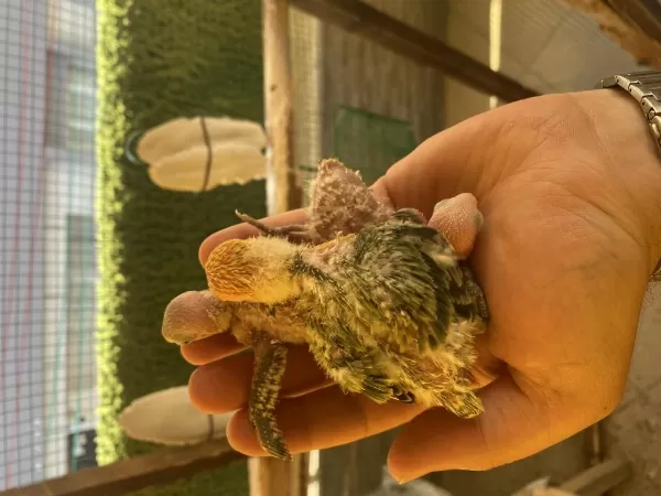Cennet Papağani Yavrusu (üst Mutasyon)