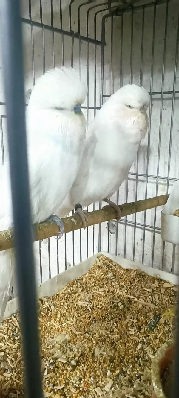 Muhabbet Kuşu Show Jumbo