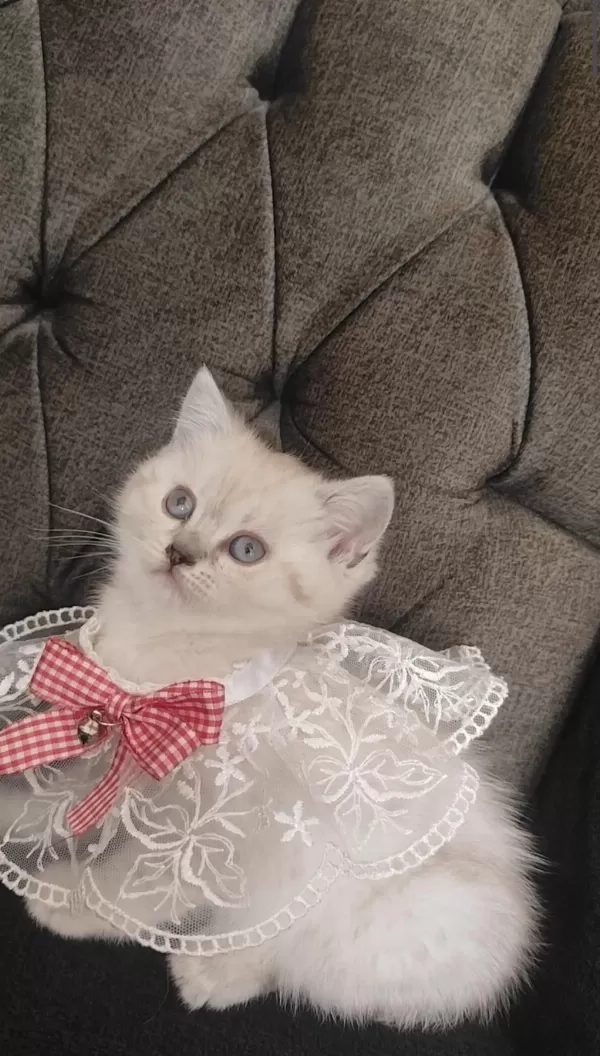 Sevecen Bir British Shorthair Kız