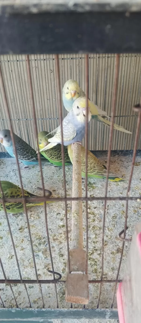 Yeni Yeme İnmiş Bebek Muhabbetler