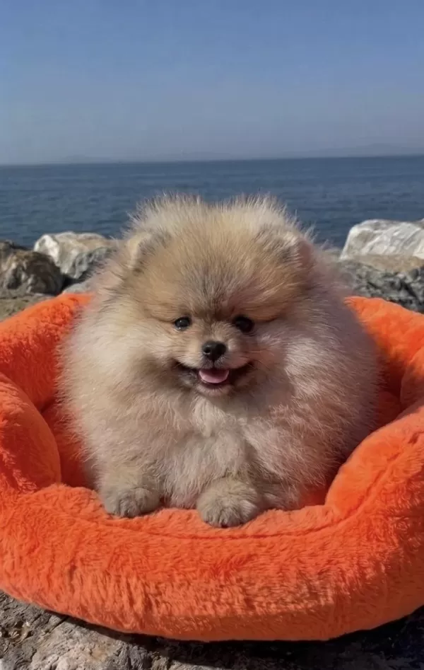 Pomeranian Boo Bebek Köpekler
