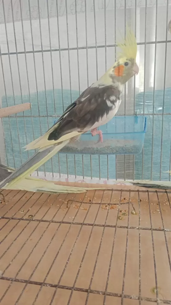 Full Evcil Sultan Papağanı