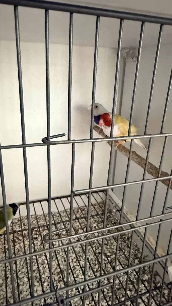 Sağlıklı 3 Çift Golden Finch