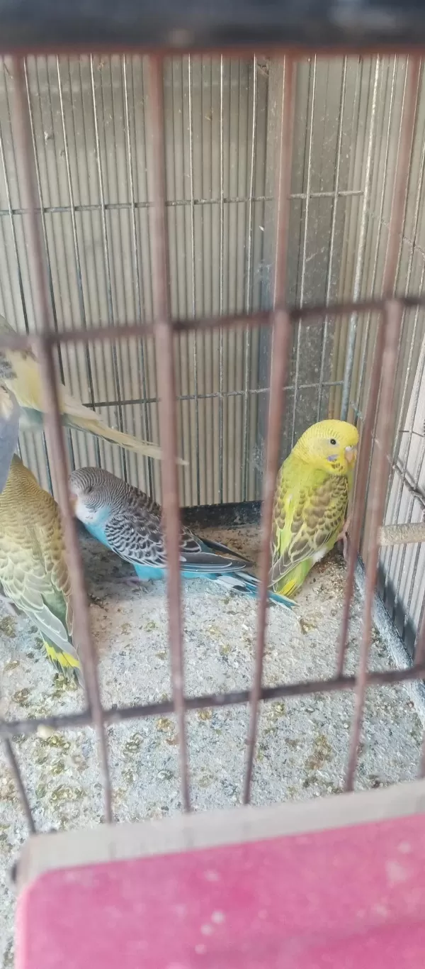 Yeni Yeme İnmiş Yavru Bebek Muhabbet Kuşlar
