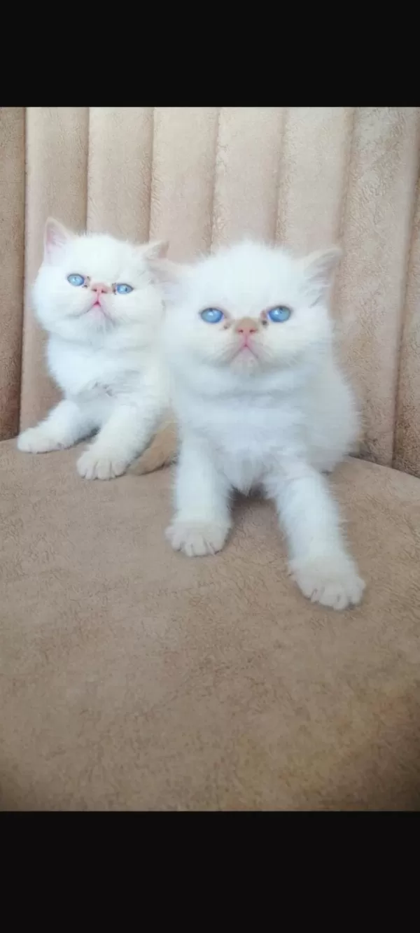 Sağlıklı Exotic Yavrularim