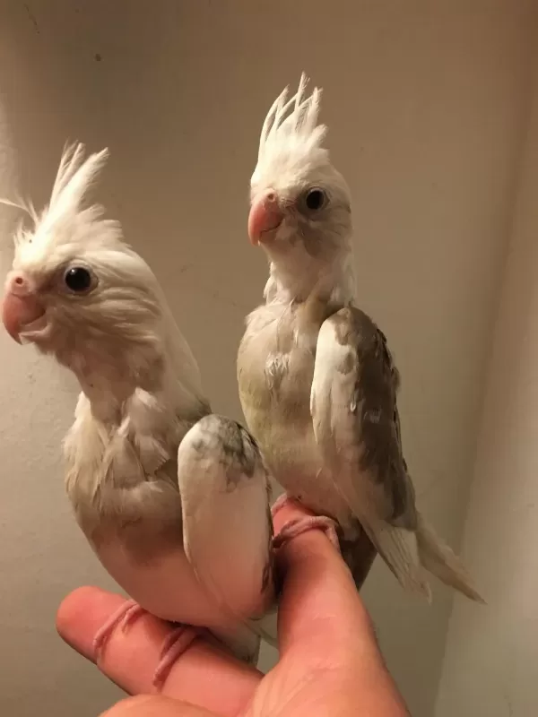 40 Günlük Full Evcil Erkek Konuşma Garantili Wf White Sultan
